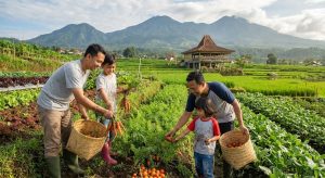 Desa Wisata Pujon Kidul: Panen Sayur Organik Langsung dari Kebun